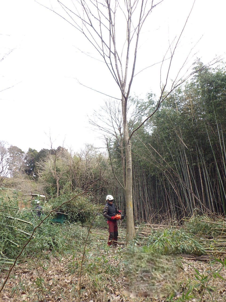 高木の伐採